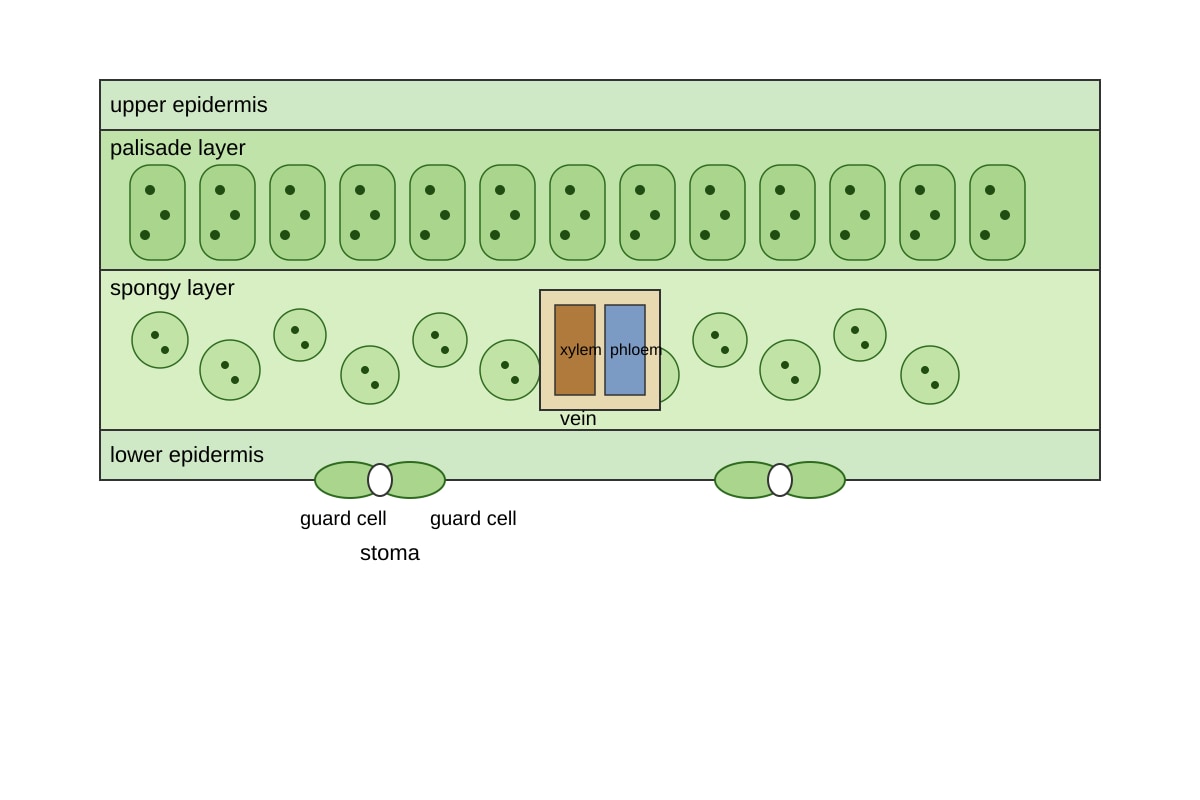 Diagram for Q12 (SEC4 Pure Biology)