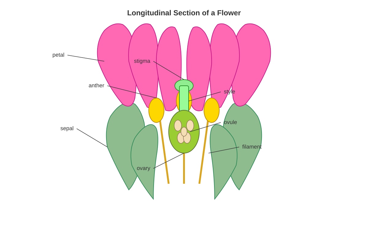 Diagram for Q2 (P5 Science)