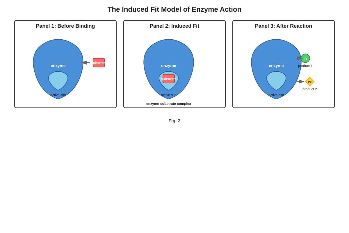 Diagram for Q5 (ALEVEL Biology H1)