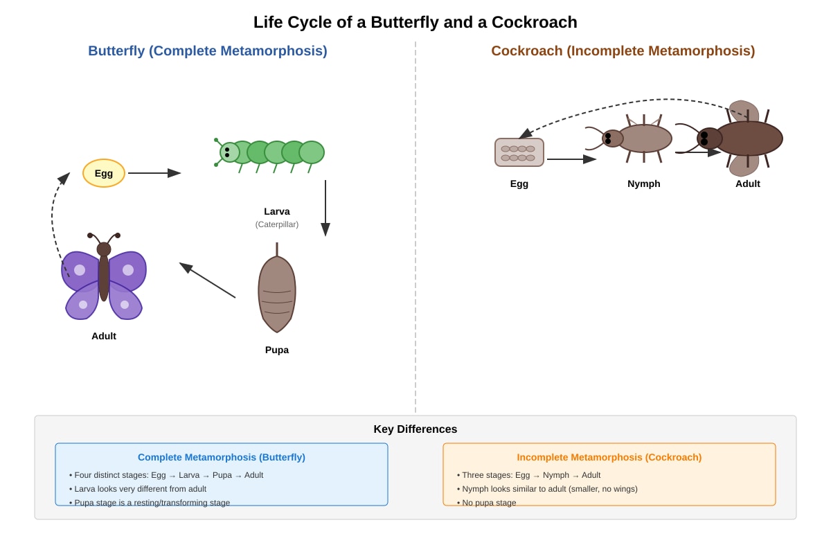 Diagram for Q24 (P6 Science)