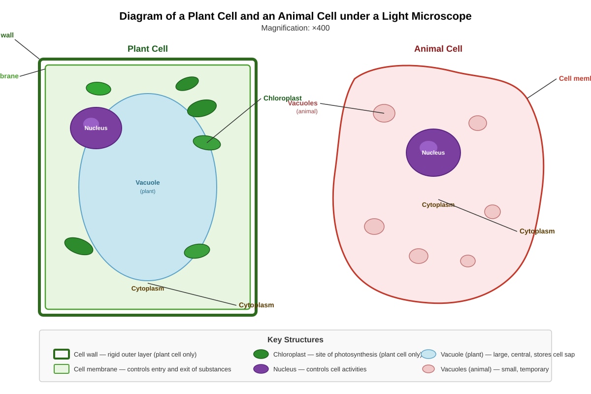 Diagram for Q17 (P6 Science)