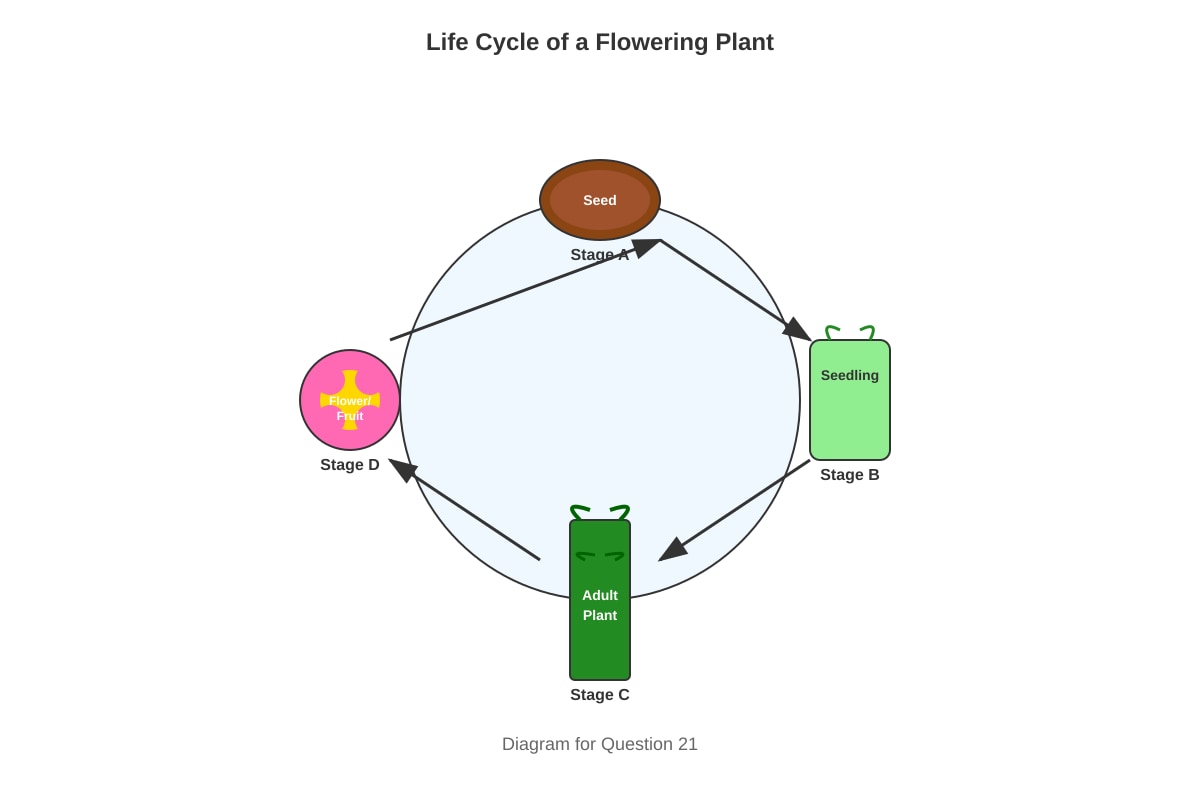 Diagram for Q21 (P5 Science)