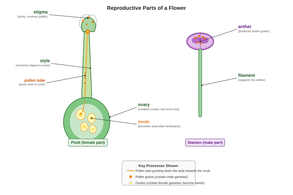 Diagram for Q29 (P5 Science)