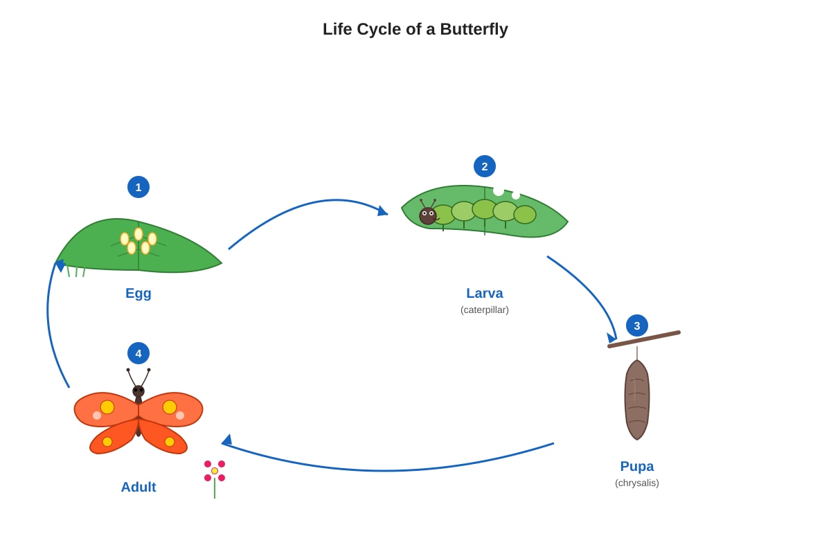 Diagram for Q35 (P5 Science)