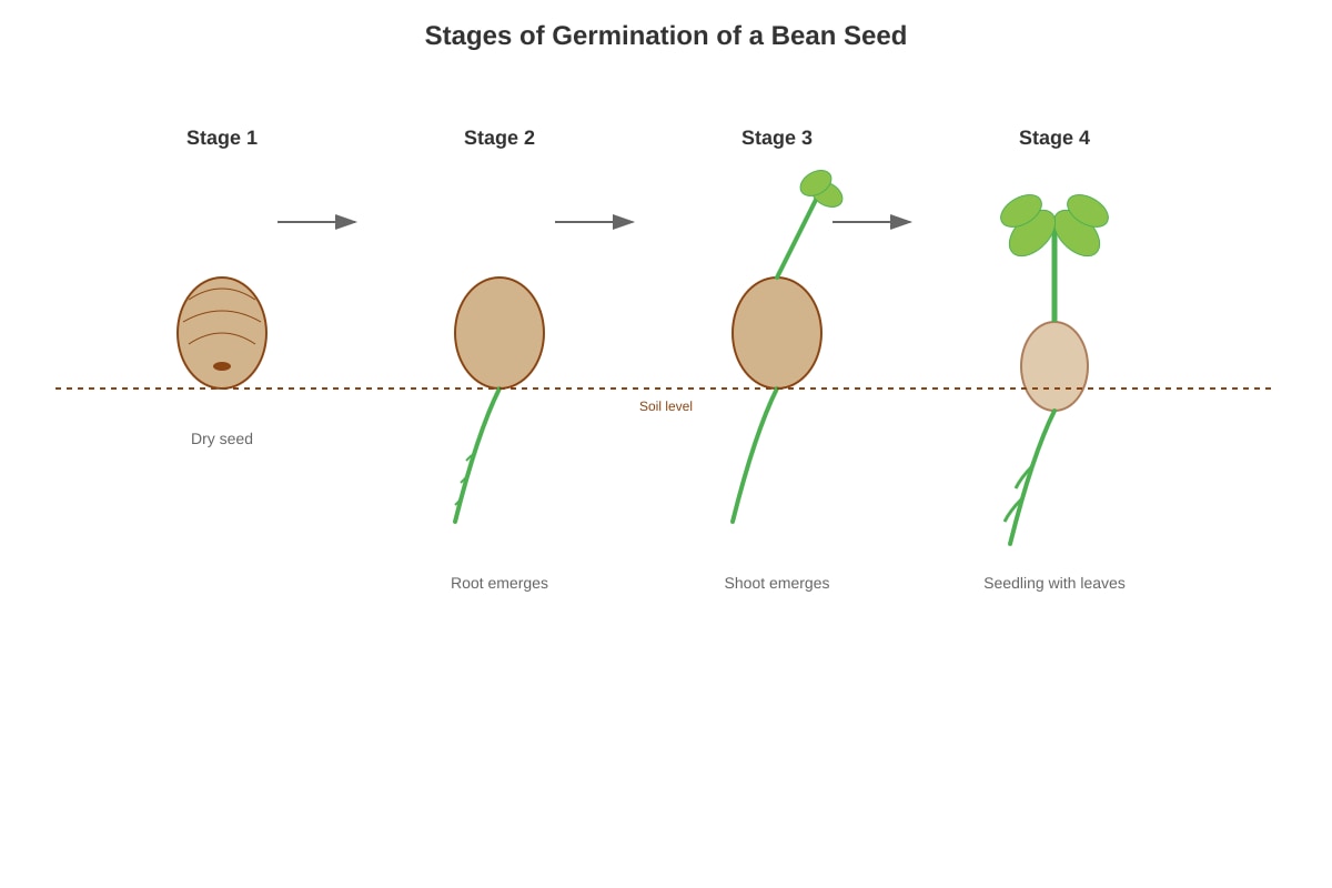 Diagram for Q35 (P5 Science)