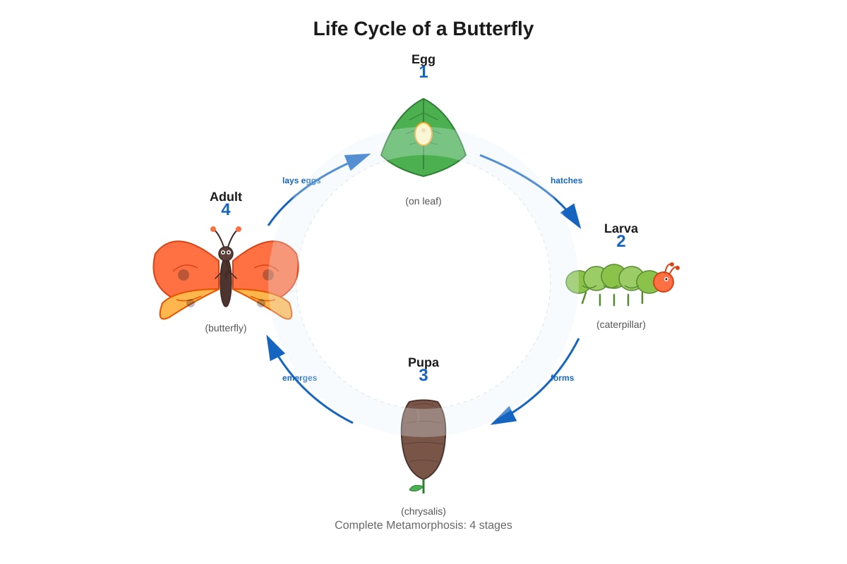 Diagram for Q13 (P4 Science)