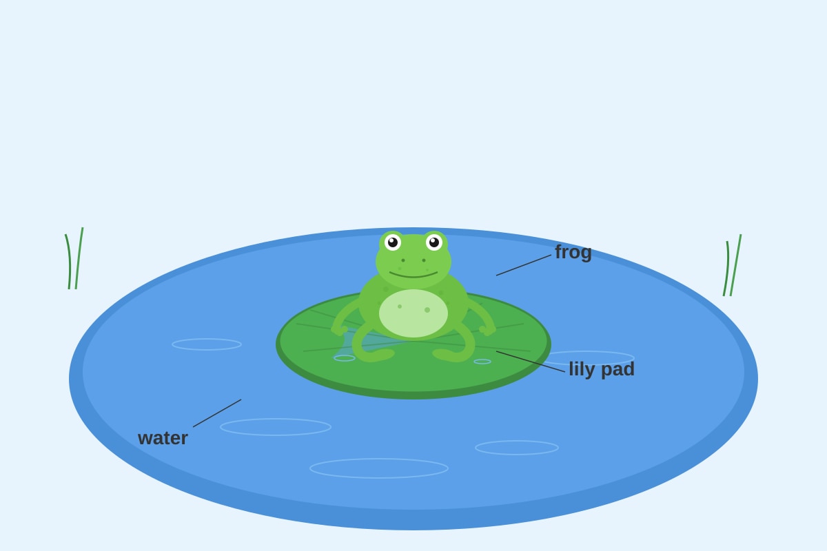 Diagram for Q8 (P3 Science)