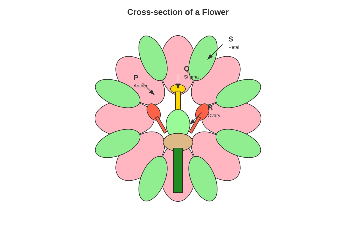 Diagram for Q8 (P6 Science)