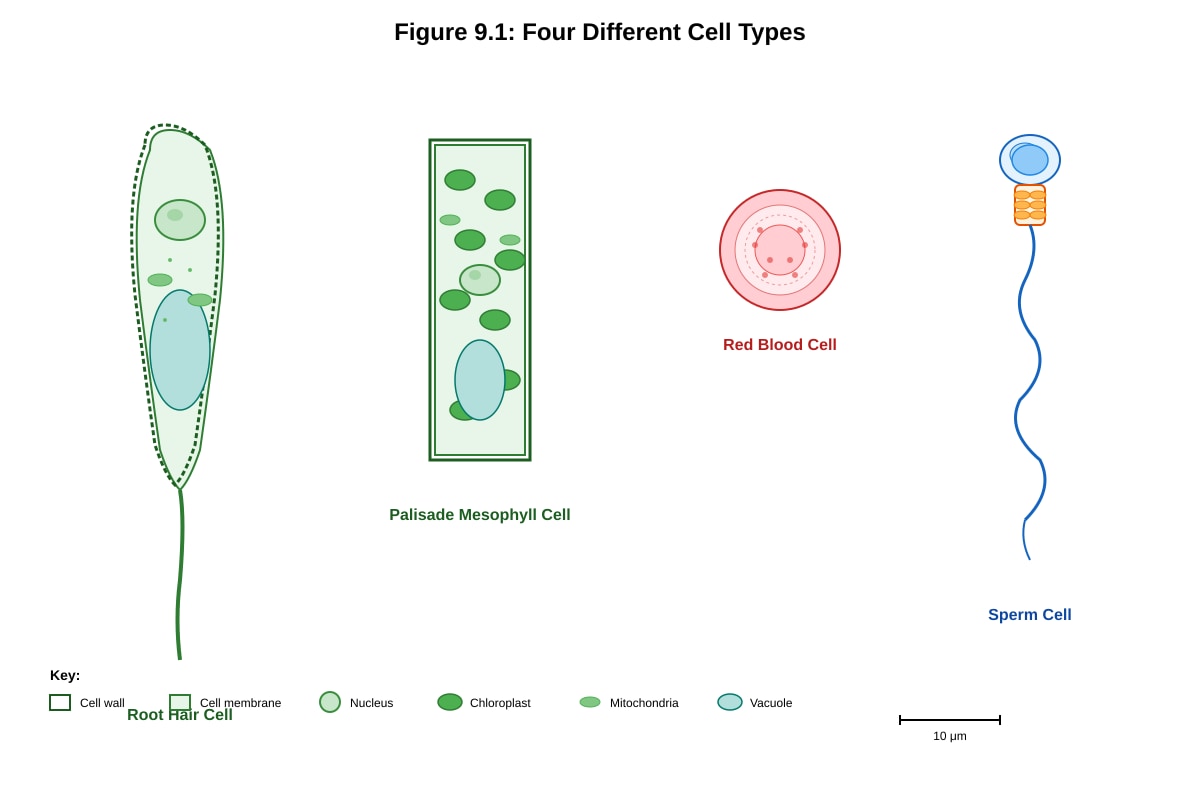 Diagram for placeholder 4 (SEC4 Combined Sci Bio)