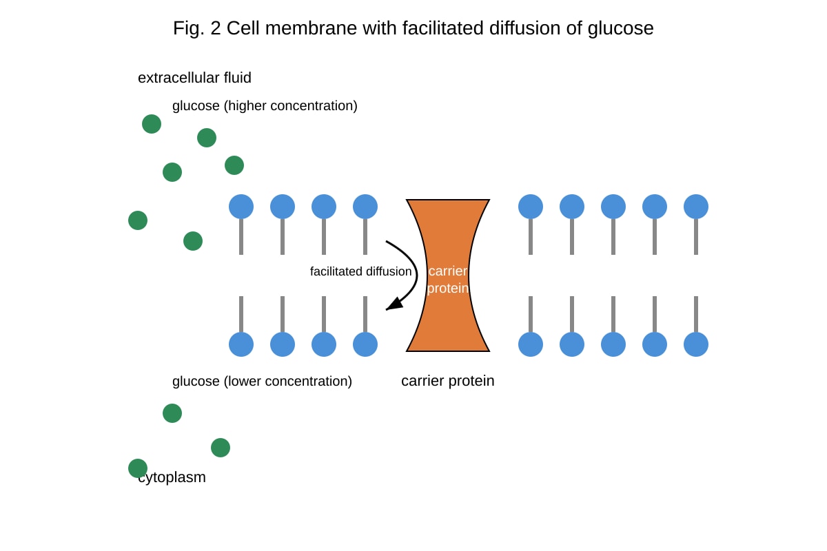 Diagram for 3 (ALEVEL Biology H1)