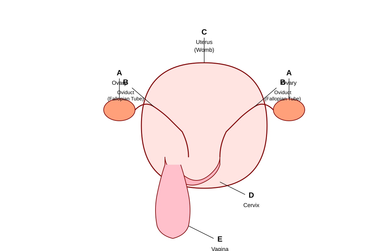 Diagram for Q27 (P5 Science)