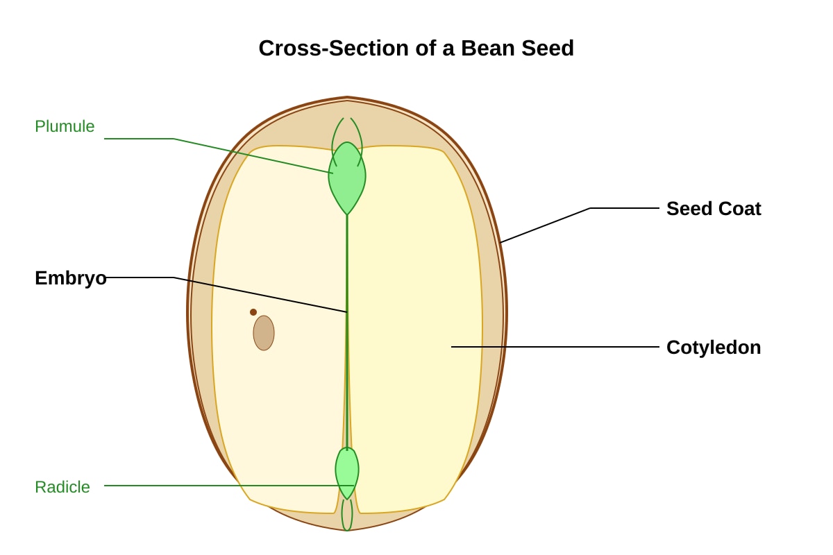 Diagram for Q16 (P6 Science)