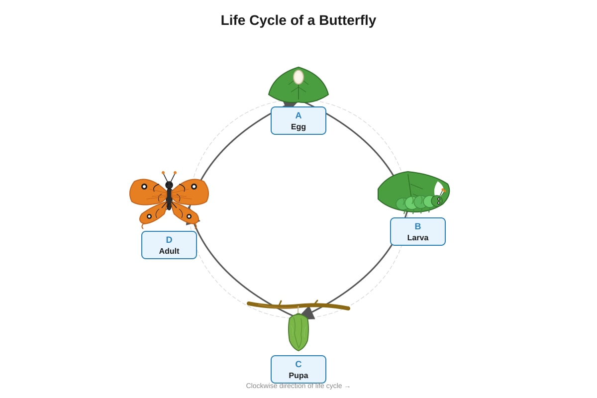 Diagram for Q10 (P5 Science)