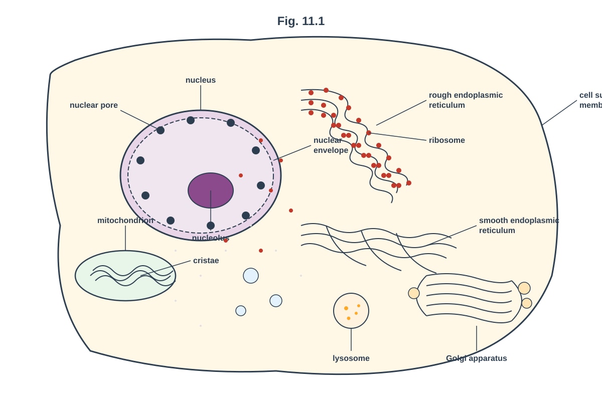 Diagram for Q11 (ALEVEL Biology H2)