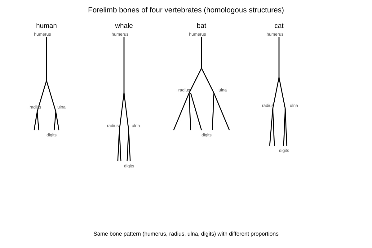 Diagram for Q13 (SEC4 Pure Biology)