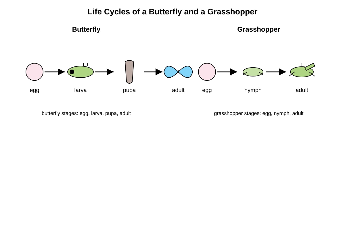 Diagram for Q15 (P4 Science)