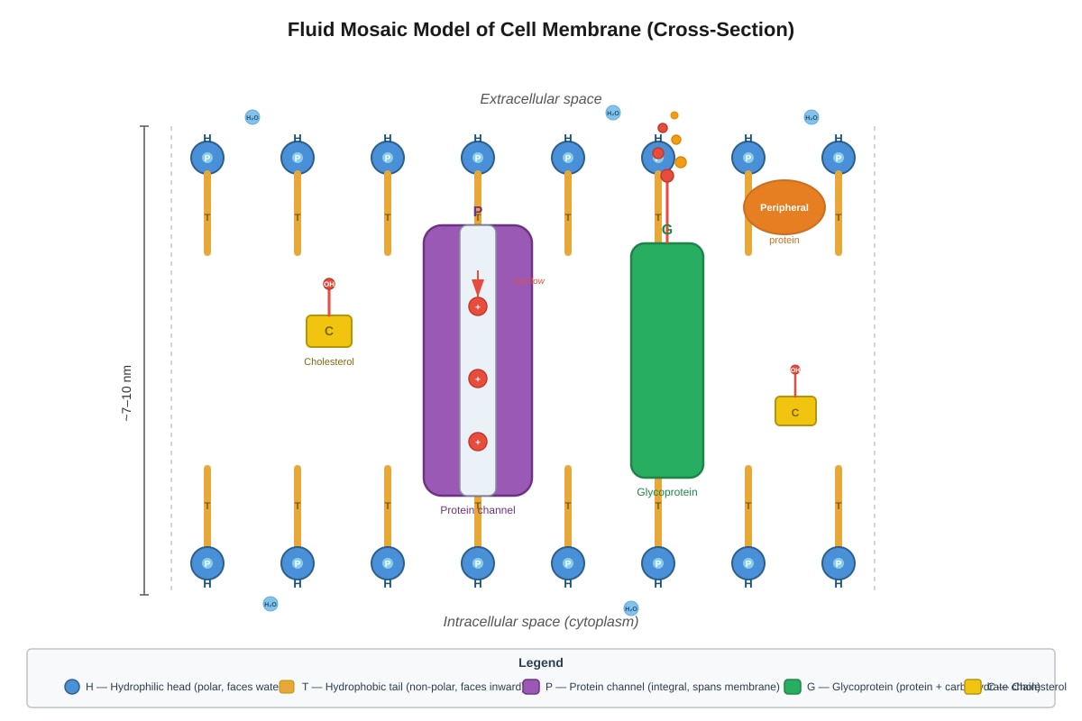 Diagram for Q7 (SEC3 Biology)