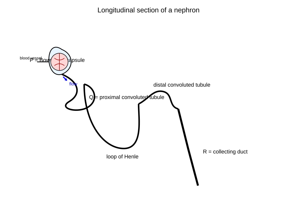 Diagram for Q14 (SEC4 Pure Biology)