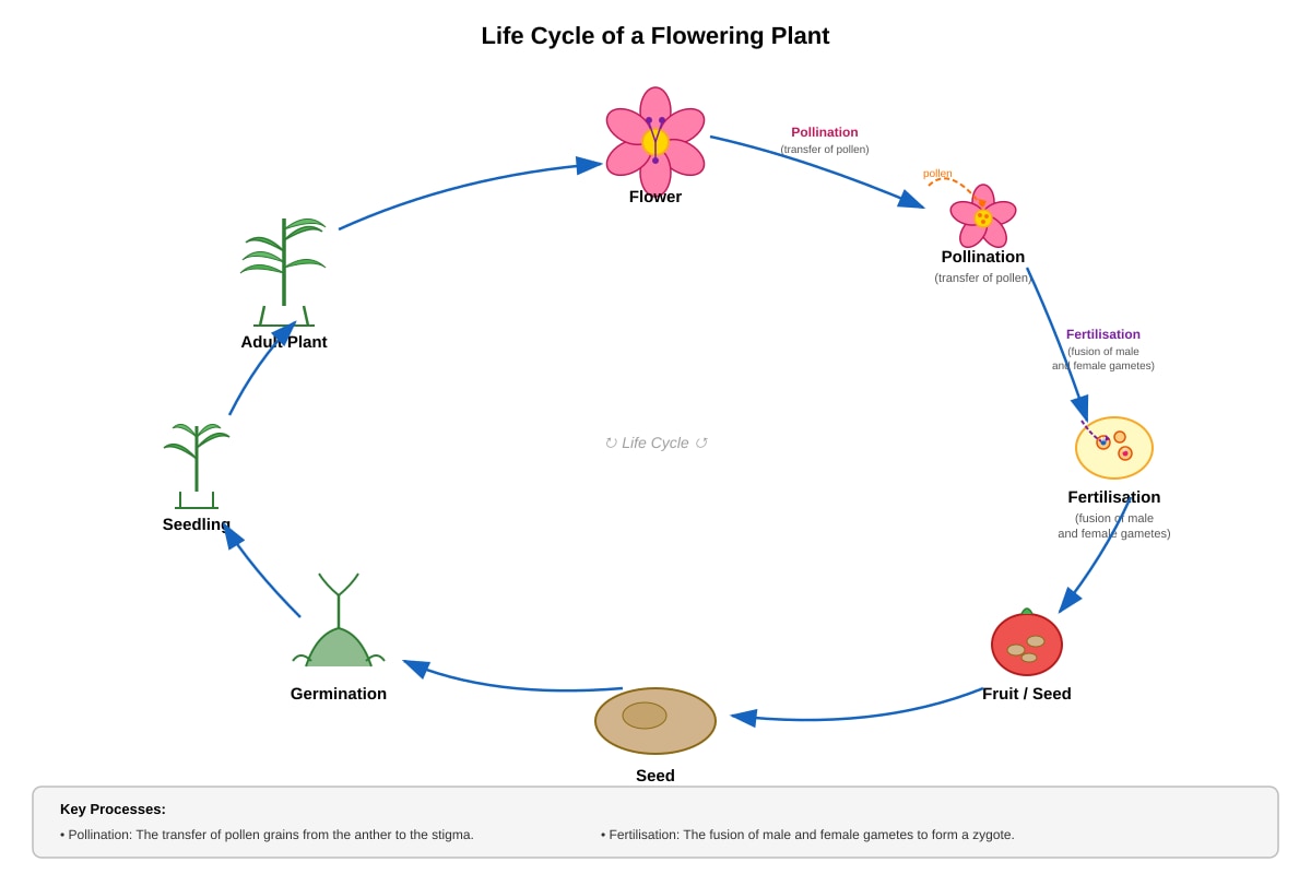 Diagram for Q34 (P6 Science)