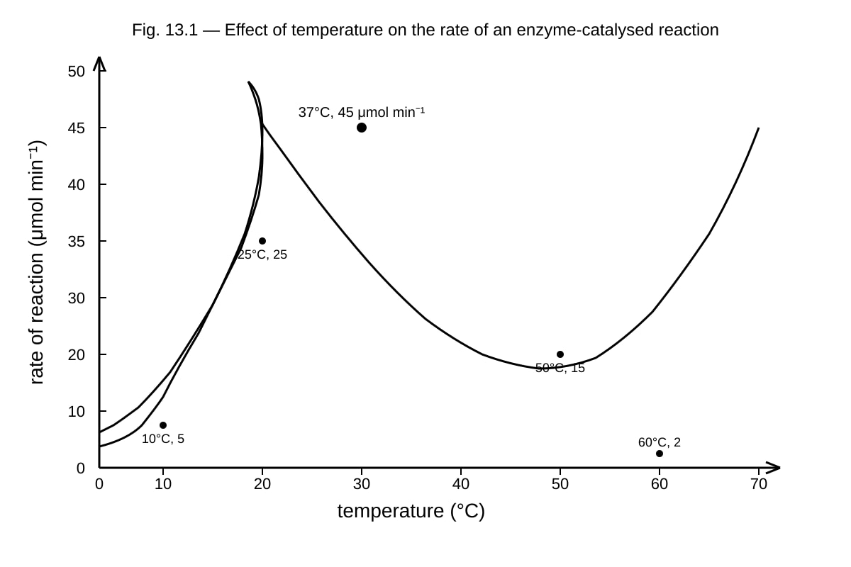 Graph for Q13 (ALEVEL Biology H1)