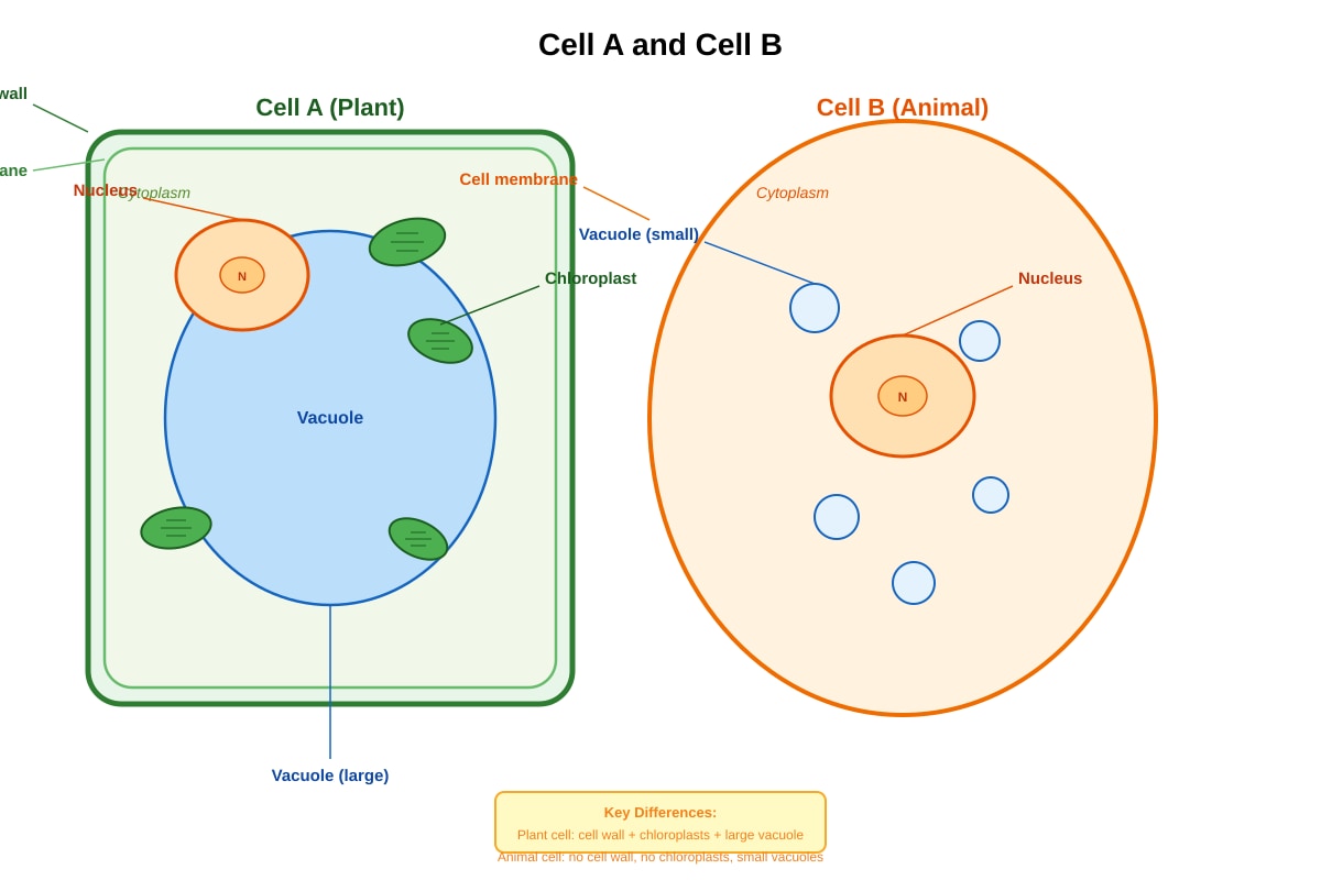 Diagram for Q29 (P5 Science)