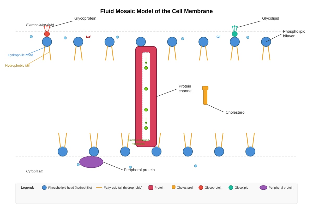 Diagram for placeholder 1 (OLEVEL Biology)