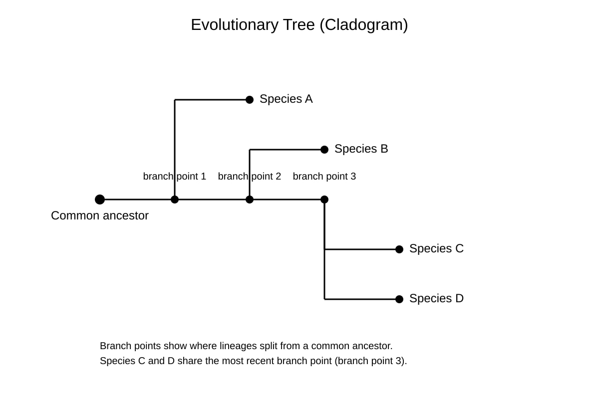 Diagram for Q12 (SEC4 Combined Sci Bio)