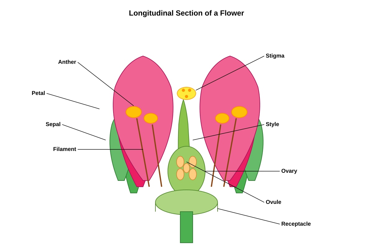 Diagram for Q14 (P5 Science)