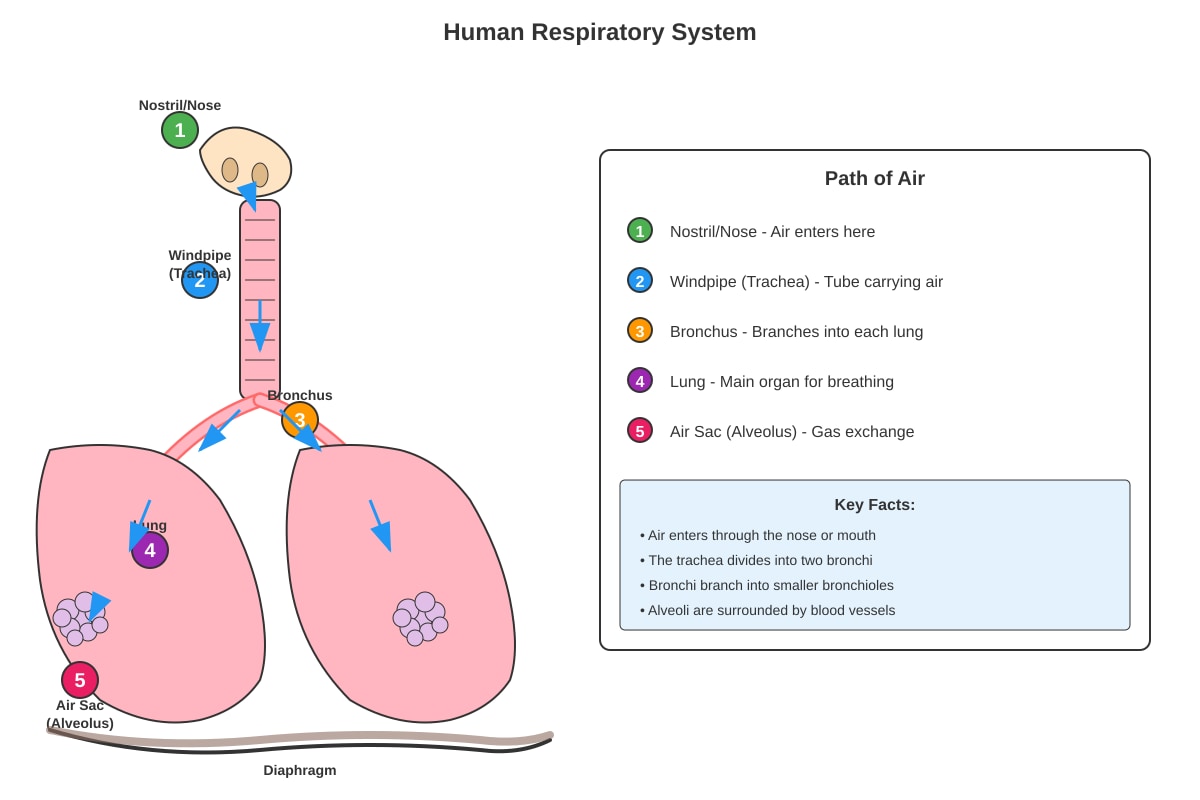 Diagram for Q10 (P5 Science)