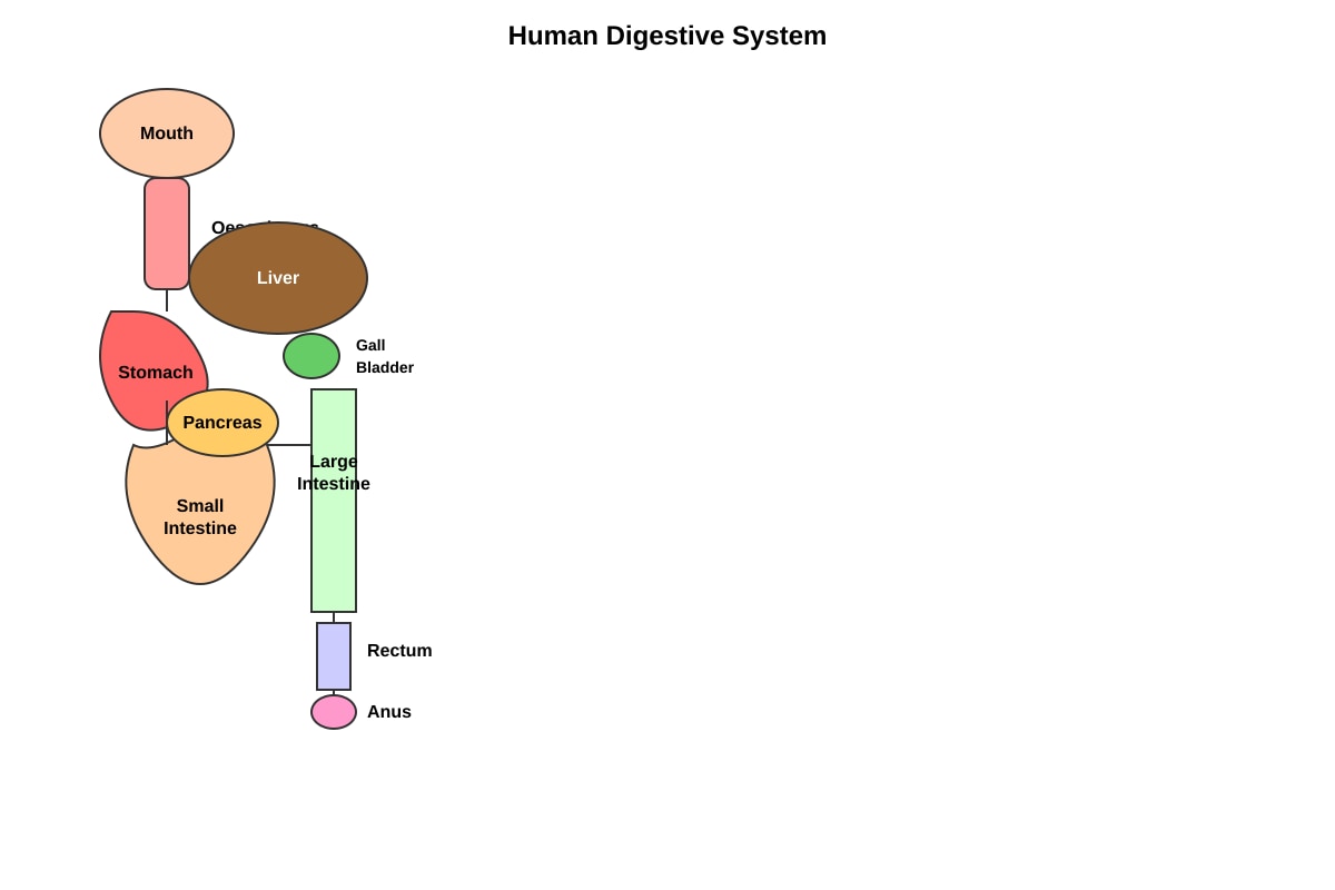 Diagram for Q23 (P6 Science)