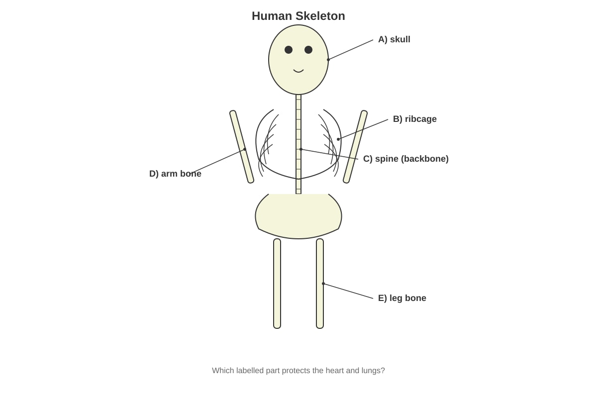 Diagram for Q5 (P3 Science)