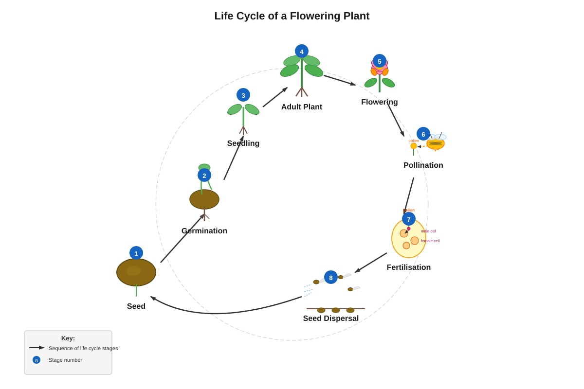 Diagram for Q33 (P5 Science)