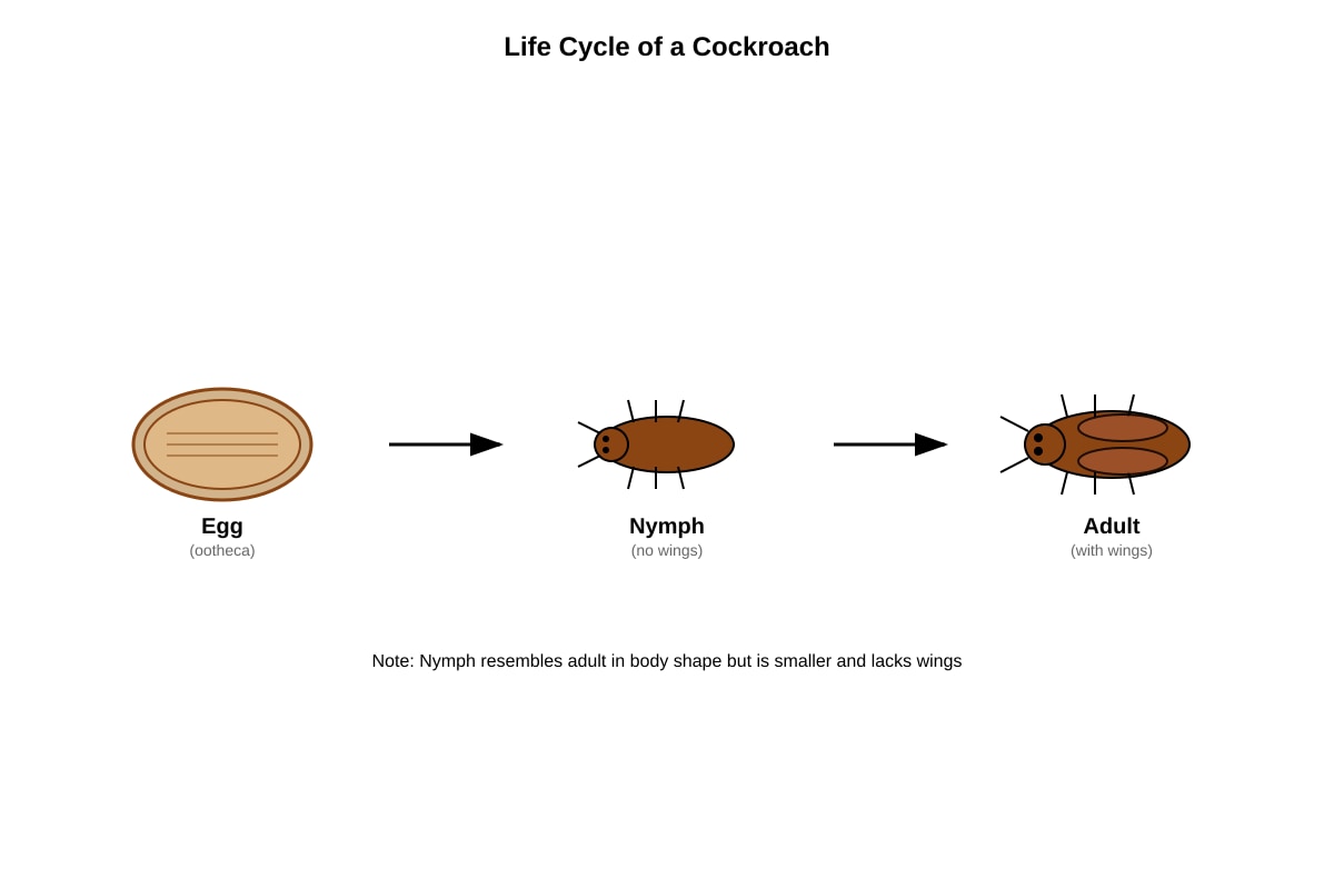Diagram for Q26 (P5 Science)