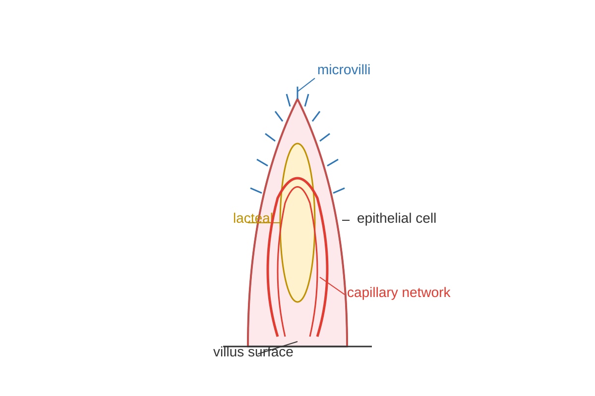 Diagram for Q10 (OLEVEL Biology)
