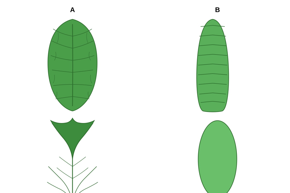 Diagram for Q6 (P5 Science)