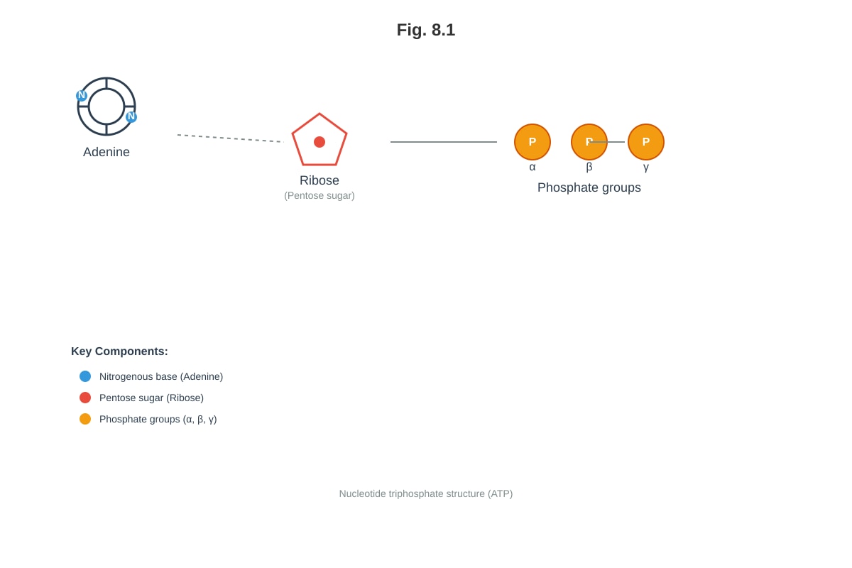 Diagram for placeholder 4 (ALEVEL Biology H2)