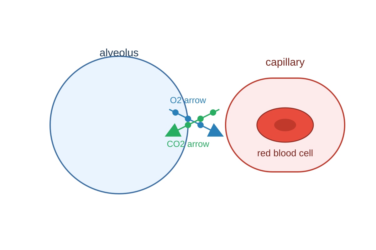 Diagram for Q17 (SEC4 Combined Sci Bio)