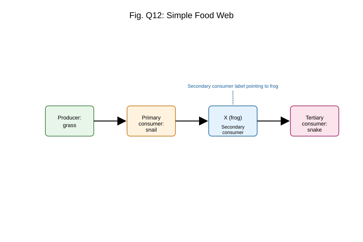 Diagram for Q12 (ALEVEL Biology H1)