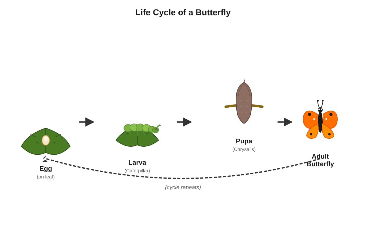 Diagram for Q33 (P6 Science)