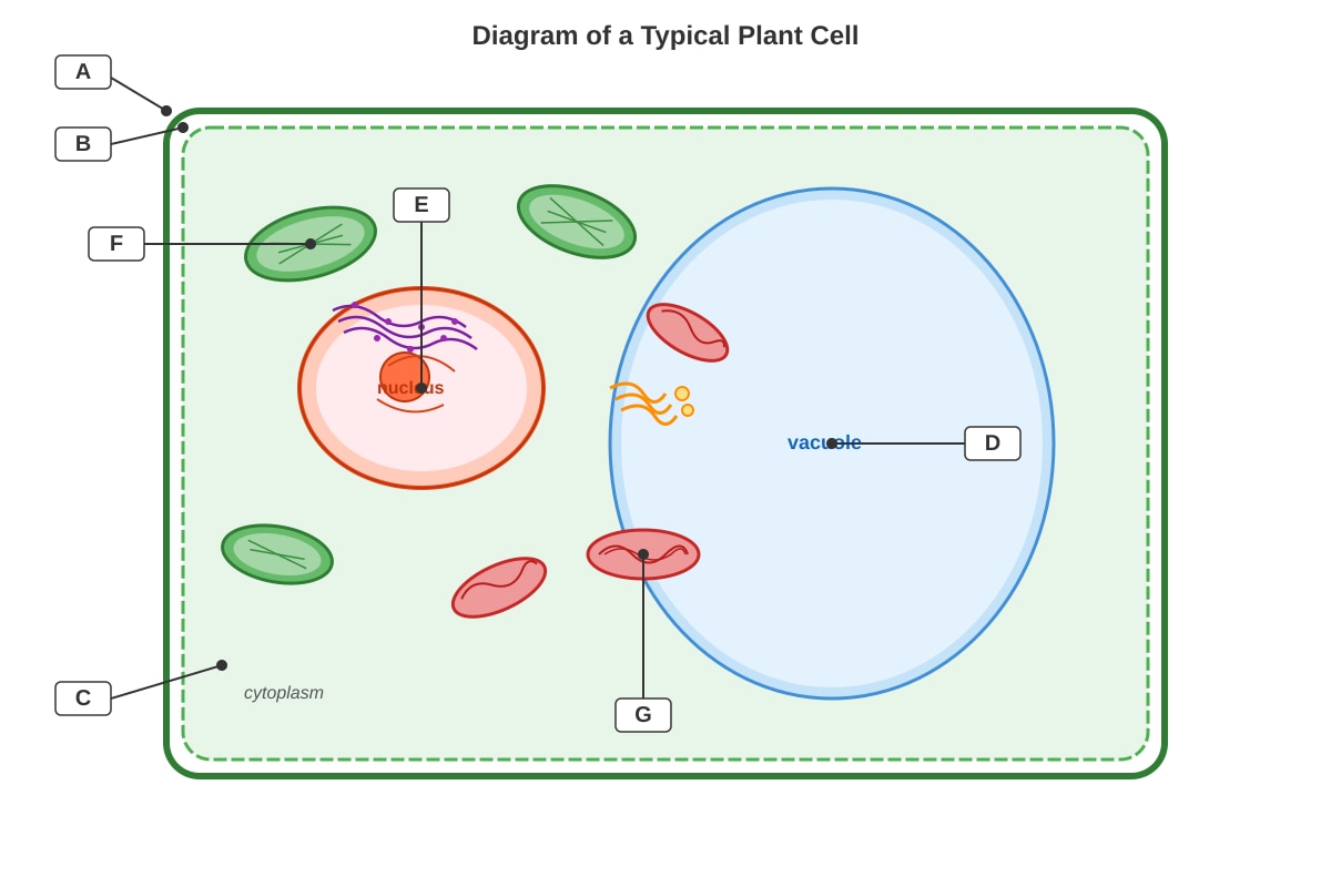 Diagram for Q9 (SEC3 Biology)