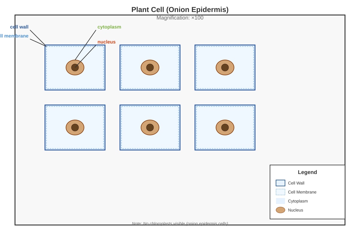 Diagram for Q28 (P5 Science)