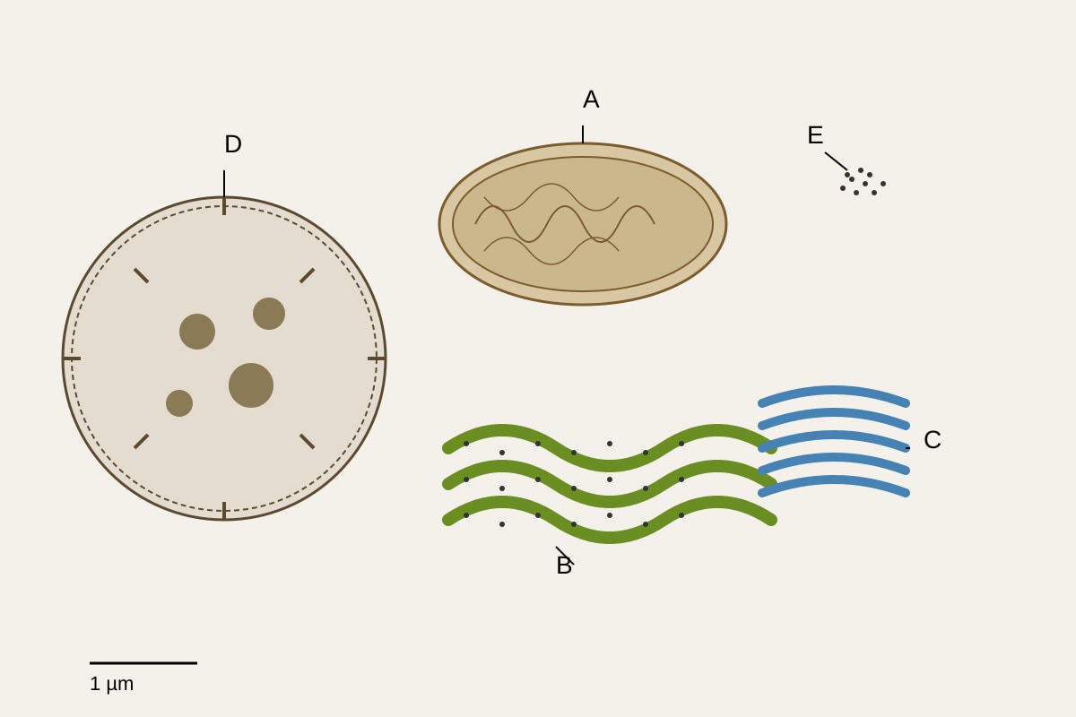 Diagram for Q9 (ALEVEL Biology H2)