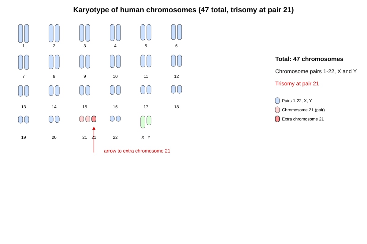Diagram for Q15 (ALEVEL Biology H1)