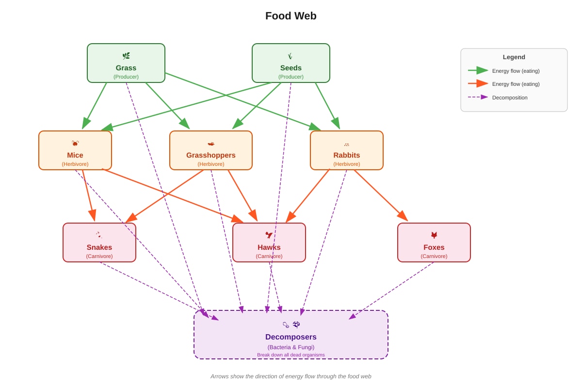 Diagram for Q16 (P5 Science)