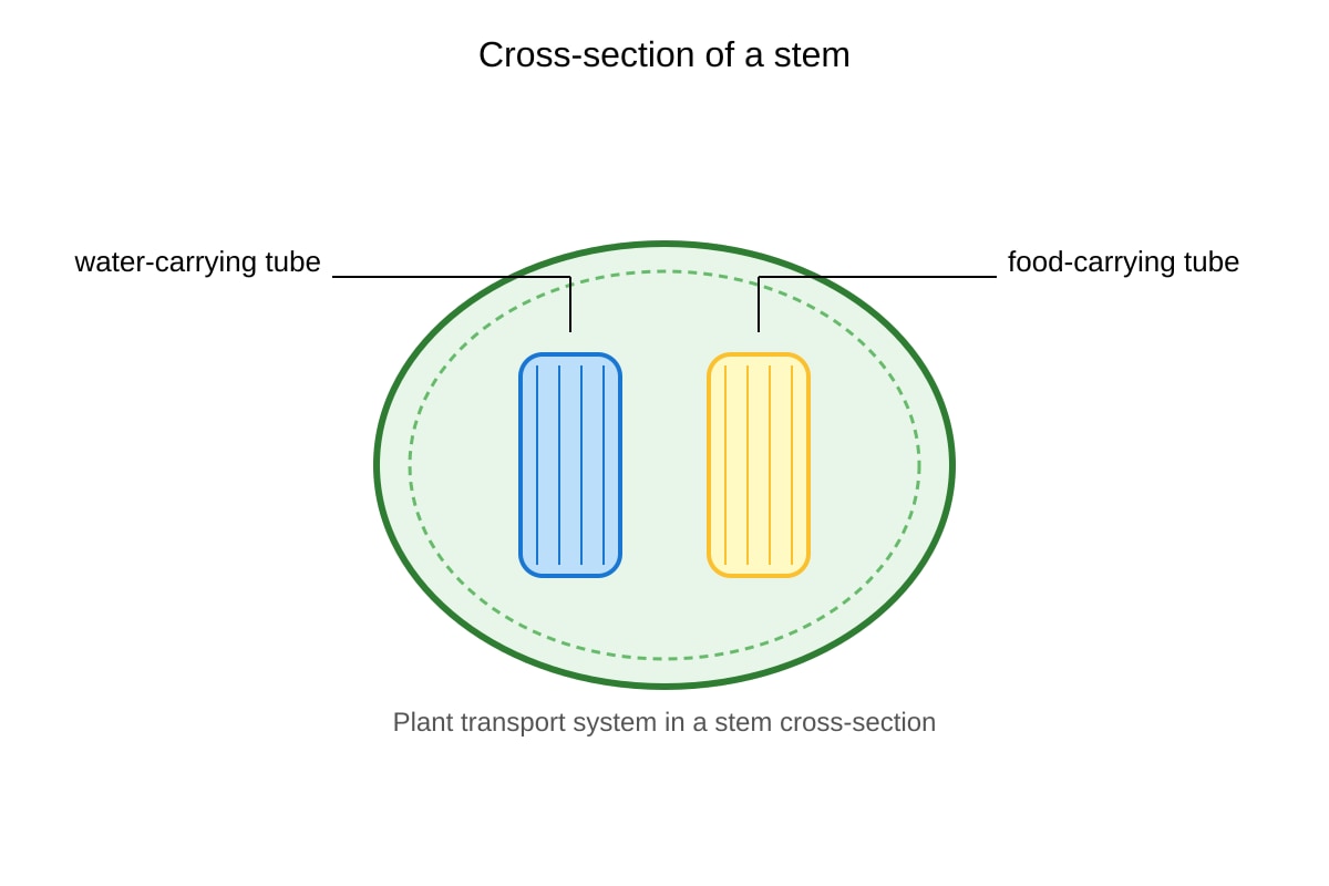 Diagram for Q18 (P5 Science)