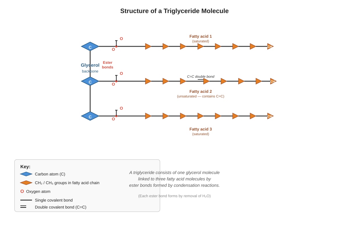 Diagram for placeholder 4 (SEC4 Combined Sci Bio)