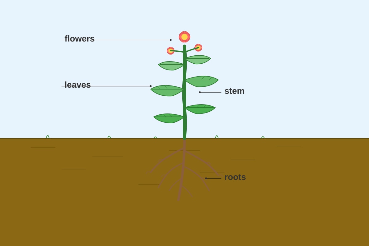 Diagram for Q16 (P3 Science)