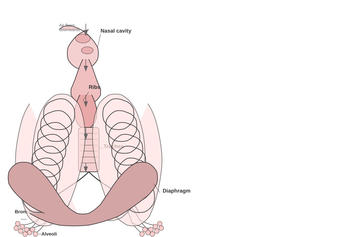 Diagram for Q32 (P5 Science)