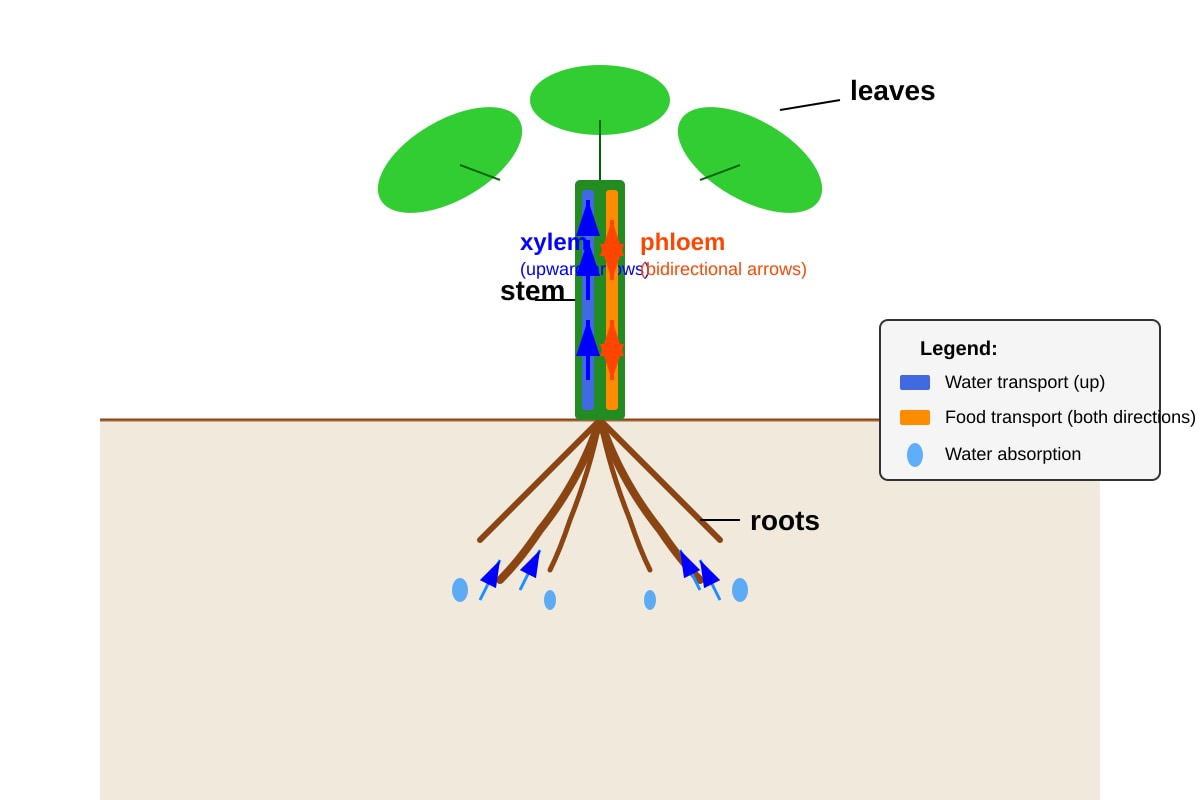 Diagram for Q23 (P5 Science)
