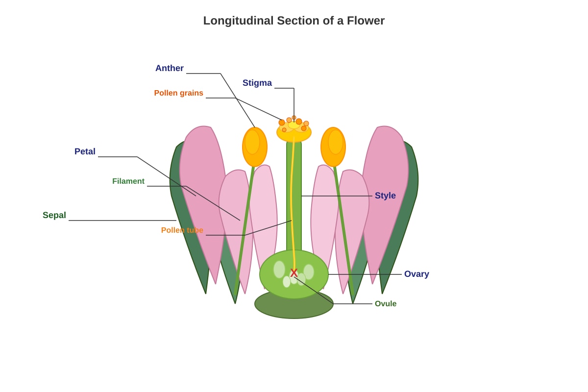 Diagram for Q30 (P5 Science)